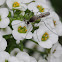 mosquito (Anopheles sp.), a male