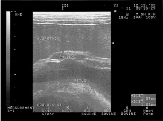 Ultrasonographic image taken from a mare with hydrops allantois and secondary placentitis. 