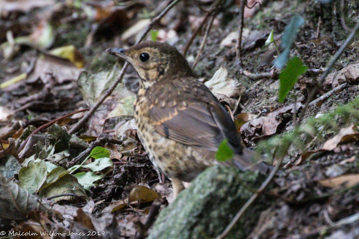 Song Thrush