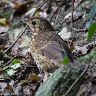 Song Thrush