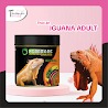 Thức Ăn Iguana Trưởng Thành - Rồng Nam Mỹ Trưởng Thành Từ 1M Trở Lên