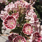 Mountain Laurel