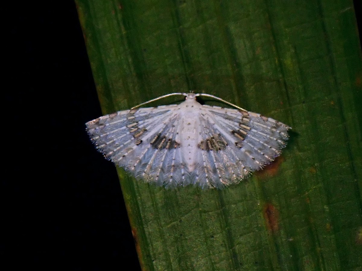 Many-Plumed Moth