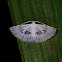 Many-Plumed Moth