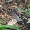 Common Bushbrown