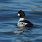 Common Goldeneye