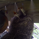 American Robin