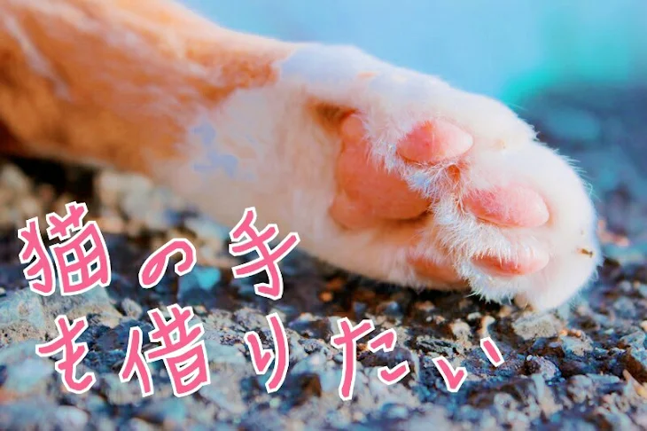 「猫の手も借りたい。」のメインビジュアル