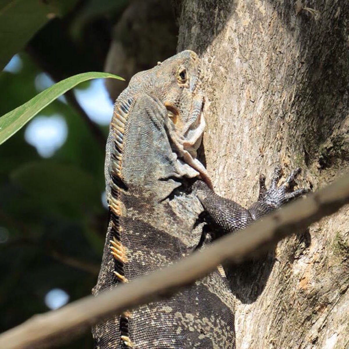 Black Spiny-tailed Iguana