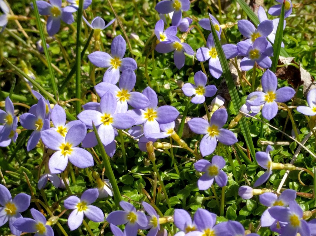 Thymeleaf Bluet