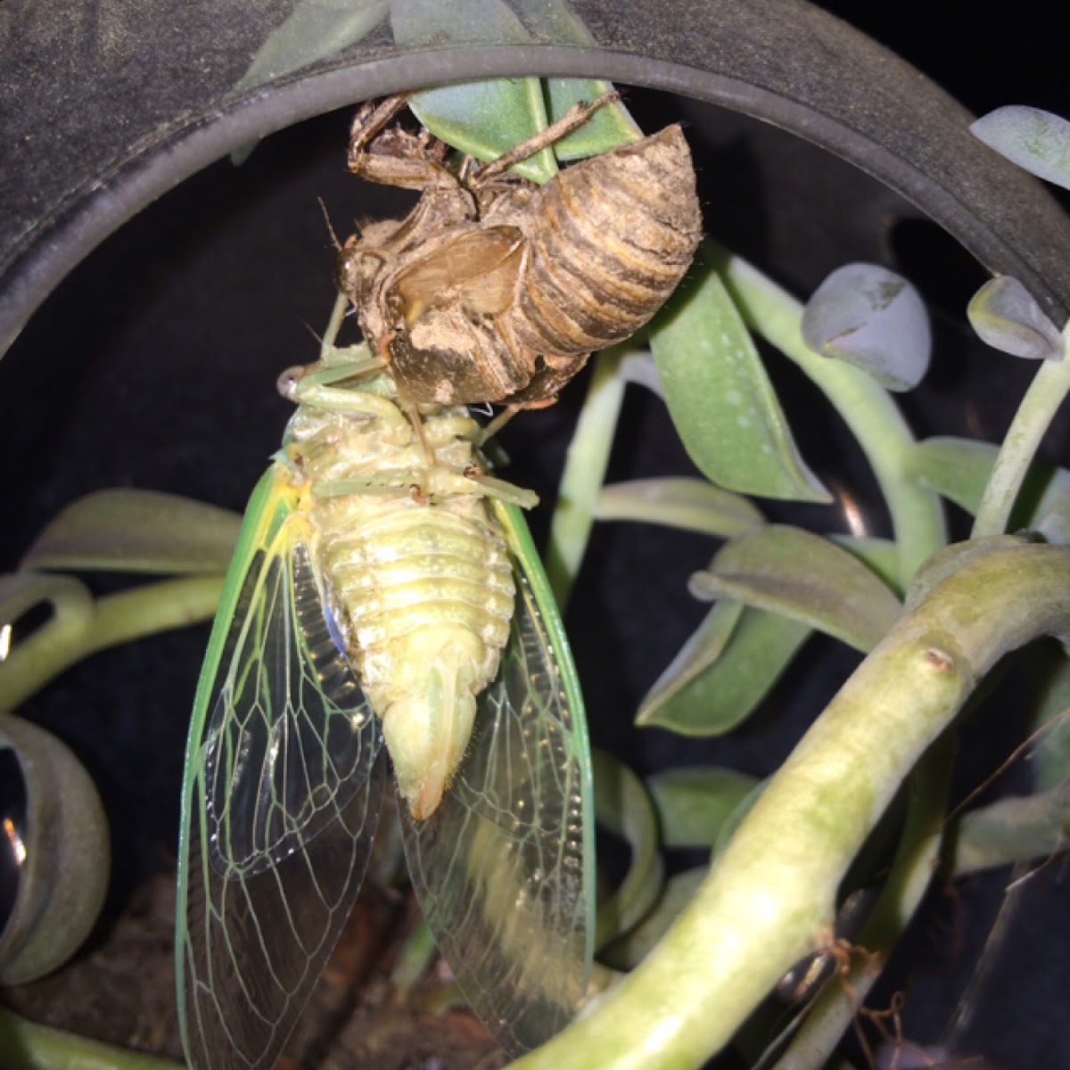 Dog Day Cicada