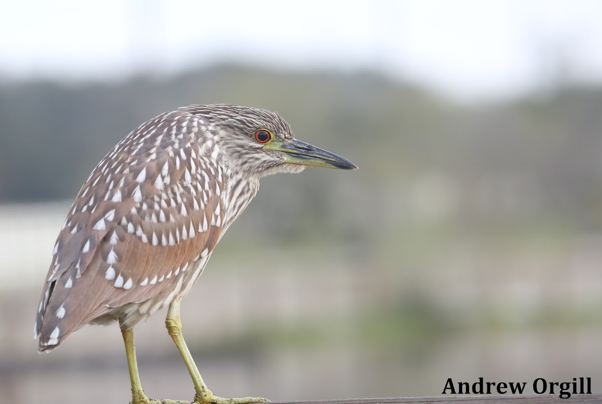 Black-crowned Night-Heron