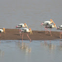 Flocks Of Painted Stork