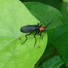 Oil beetle