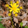 Butterweed