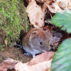 Bank vole