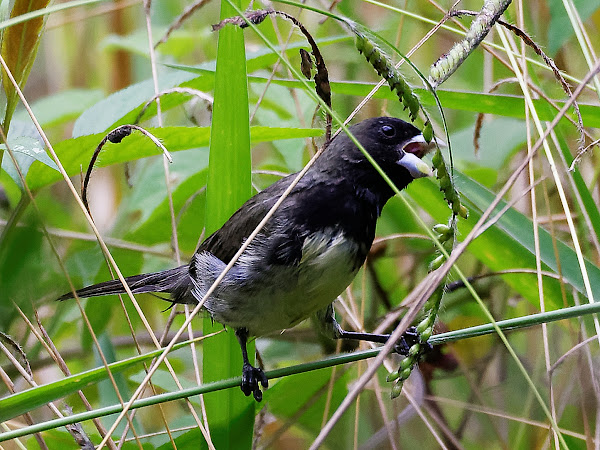 papa-capim-de-costas-cinza (Sporophila ardesiaca)