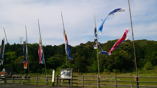 スダジイ