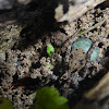 Thinlegged Wolf Spider