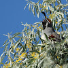 Gambel's Quail