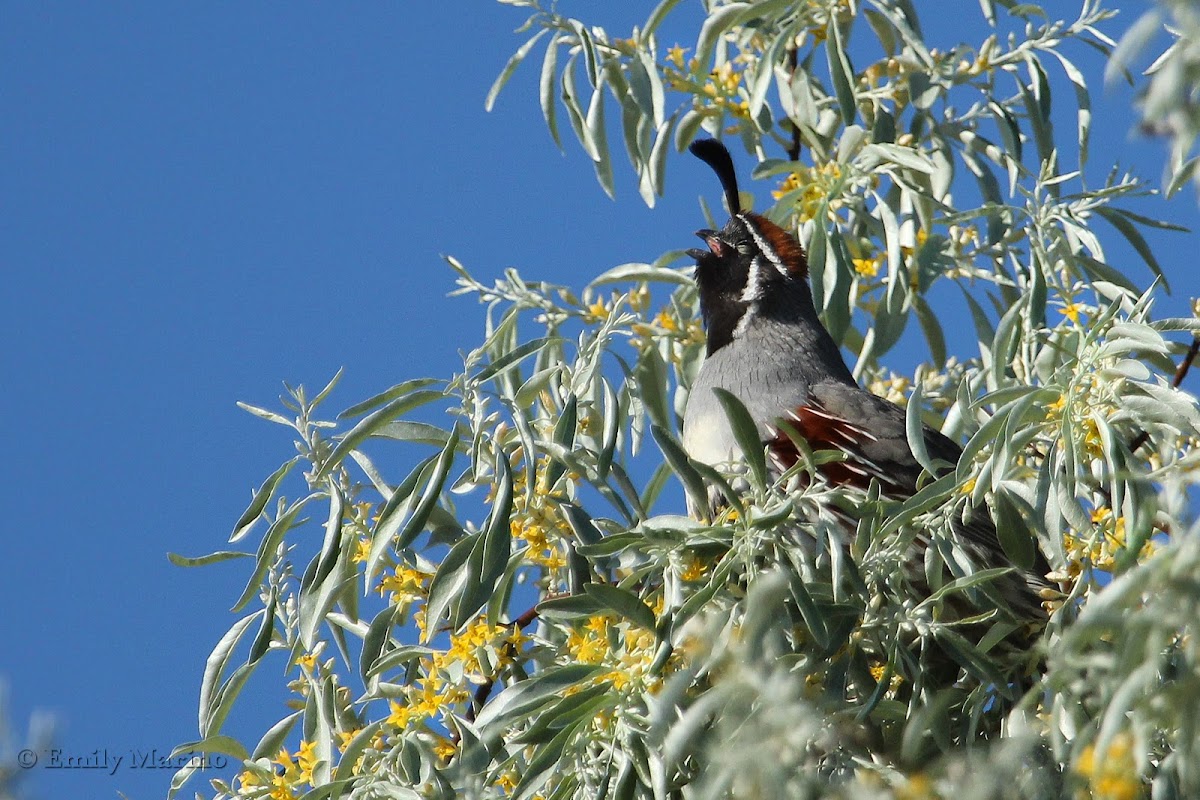 Gambel's Quail