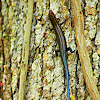 Southeastern Five-lined Skink