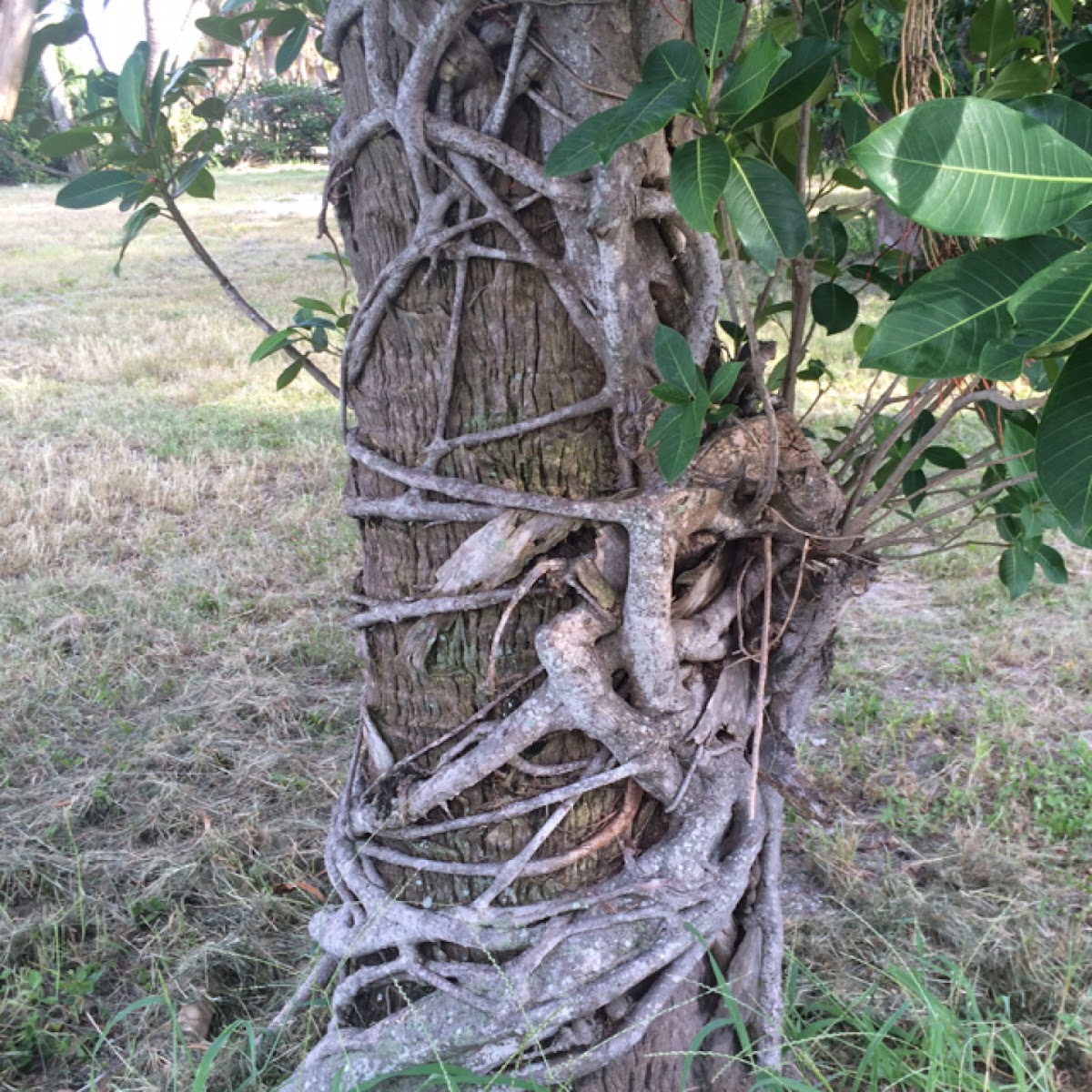 Strangler Fig