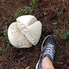 Giant Puffball