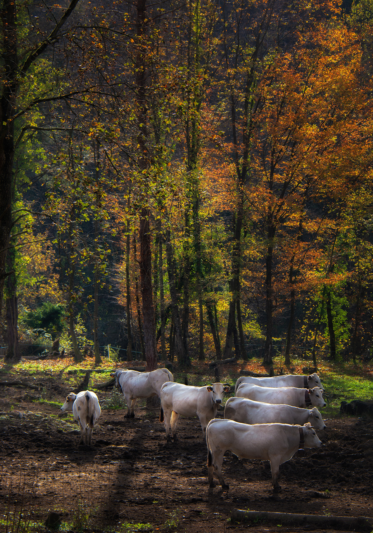 autunno al pascolo di dady2