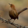 Brown Rock Chat Or Indian Chat