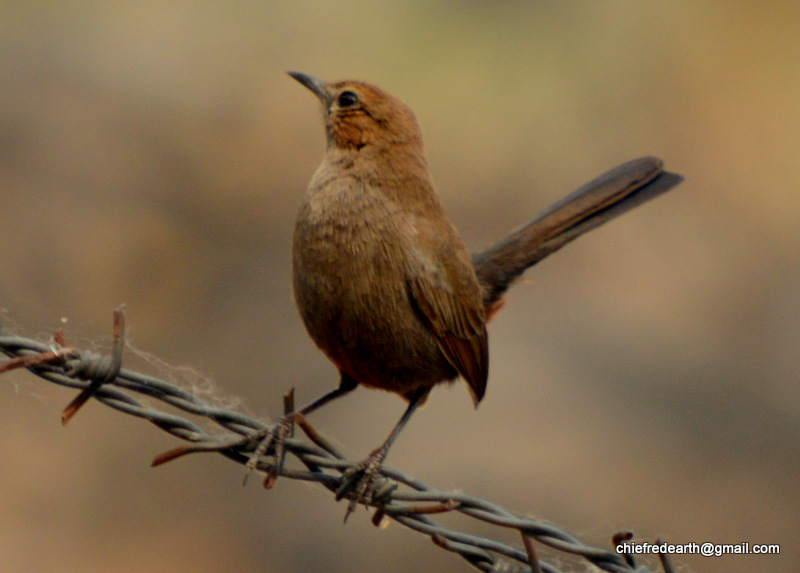 Brown Rock Chat Or Indian Chat