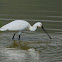 Eurasian Spoonbill