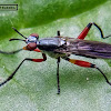 Marsh fly, Snail-killing fly