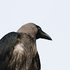 House Crow