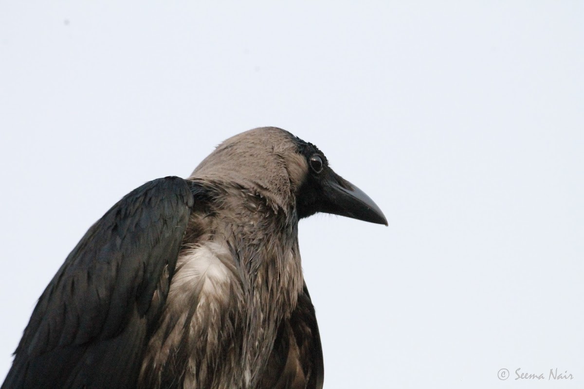 House Crow