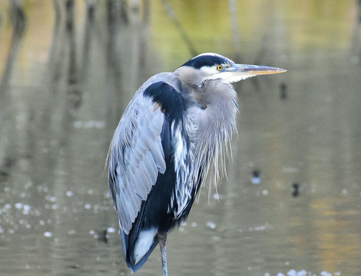 Great blue heron