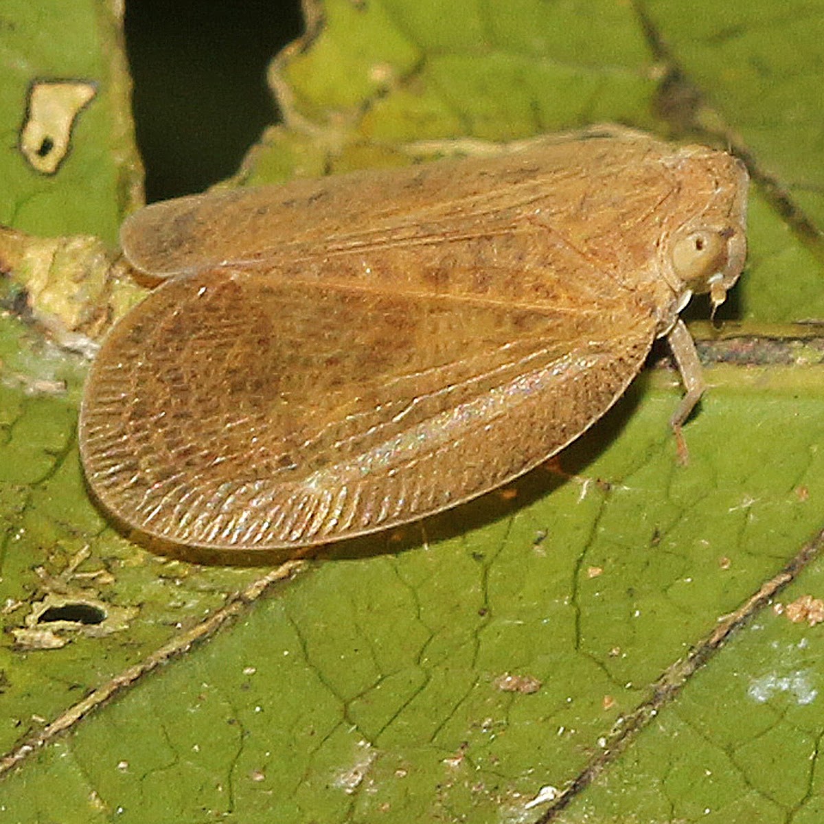 Ricaniid Planthopper