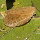 Ricaniid Planthopper