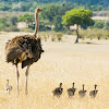 Masai Ostrich