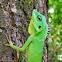 Green crested lizard