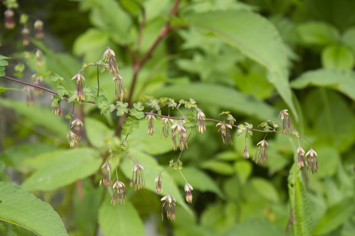 Thalictrum cultratum