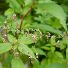 Thalictrum cultratum