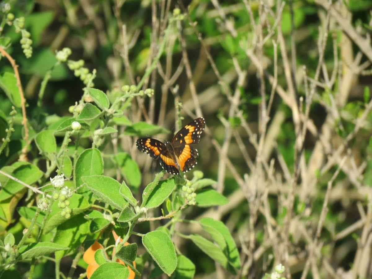 Bordered Patch Butterfly