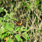 Bordered Patch Butterfly