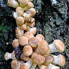 Northern Honey Fungus