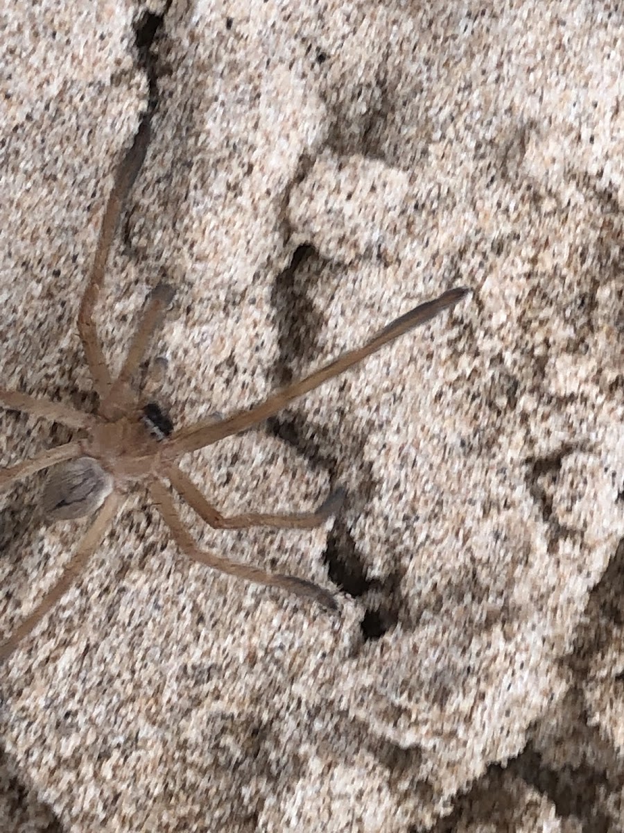 Huntsman Spider