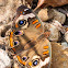 Common Buckeye