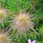 Pasqueflower