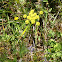 Spring Gold aka Desert Parsley