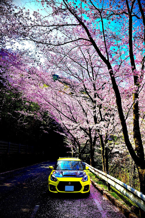 スイフトスポーツのサクラと愛車・めざせPickupcars・一眼レフカメラ初心者に関するカスタム事例の投稿画像1枚目